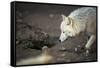 Arctic Wolf (Canis Lupus Arctos) Aka Polar Wolf or White Wolf-l i g h t p o e t-Framed Stretched Canvas