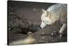 Arctic Wolf (Canis Lupus Arctos) Aka Polar Wolf or White Wolf-l i g h t p o e t-Stretched Canvas