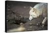 Arctic Wolf (Canis Lupus Arctos) Aka Polar Wolf or White Wolf-l i g h t p o e t-Stretched Canvas