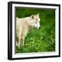 Arctic Wolf (Canis Lupus Arctos) Aka Polar Wolf Or White Wolf-l i g h t p o e t-Framed Photographic Print