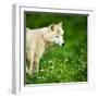 Arctic Wolf (Canis Lupus Arctos) Aka Polar Wolf Or White Wolf-l i g h t p o e t-Framed Photographic Print