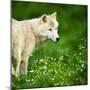 Arctic Wolf (Canis Lupus Arctos) Aka Polar Wolf Or White Wolf-l i g h t p o e t-Mounted Photographic Print