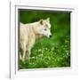 Arctic Wolf (Canis Lupus Arctos) Aka Polar Wolf Or White Wolf-l i g h t p o e t-Framed Photographic Print