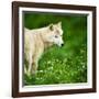 Arctic Wolf (Canis Lupus Arctos) Aka Polar Wolf Or White Wolf-l i g h t p o e t-Framed Photographic Print