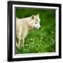 Arctic Wolf (Canis Lupus Arctos) Aka Polar Wolf Or White Wolf-l i g h t p o e t-Framed Photographic Print