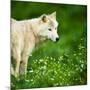 Arctic Wolf (Canis Lupus Arctos) Aka Polar Wolf Or White Wolf-l i g h t p o e t-Mounted Photographic Print