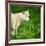 Arctic Wolf (Canis Lupus Arctos) Aka Polar Wolf Or White Wolf-l i g h t p o e t-Framed Photographic Print