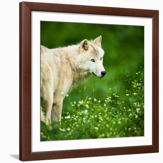 Arctic Wolf (Canis Lupus Arctos) Aka Polar Wolf Or White Wolf-l i g h t p o e t-Framed Photographic Print