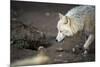Arctic Wolf (Canis Lupus Arctos) Aka Polar Wolf or White Wolf-l i g h t p o e t-Mounted Photographic Print