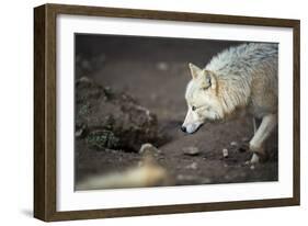 Arctic Wolf (Canis Lupus Arctos) Aka Polar Wolf or White Wolf-l i g h t p o e t-Framed Photographic Print