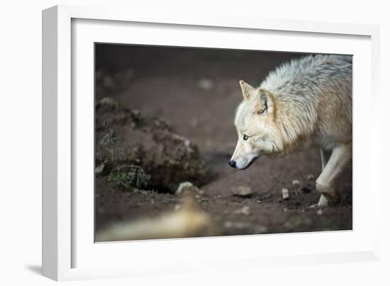 Arctic Wolf (Canis Lupus Arctos) Aka Polar Wolf or White Wolf-l i g h t p o e t-Framed Photographic Print