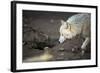 Arctic Wolf (Canis Lupus Arctos) Aka Polar Wolf or White Wolf-l i g h t p o e t-Framed Photographic Print