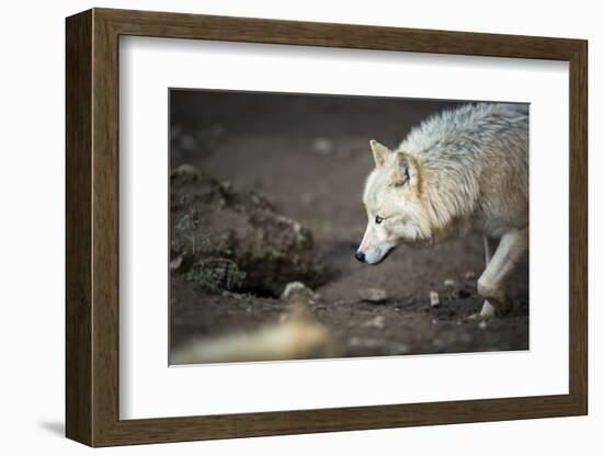 Arctic Wolf (Canis Lupus Arctos) Aka Polar Wolf or White Wolf-l i g h t p o e t-Framed Photographic Print