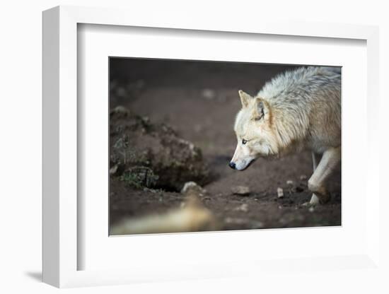 Arctic Wolf (Canis Lupus Arctos) Aka Polar Wolf or White Wolf-l i g h t p o e t-Framed Photographic Print