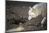 Arctic Wolf (Canis Lupus Arctos) Aka Polar Wolf or White Wolf-l i g h t p o e t-Mounted Photographic Print