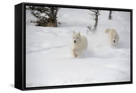 Arctic Wolf (Canis Lupus Arctos), Montana, United States of America, North America-Janette Hil-Framed Stretched Canvas