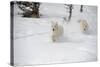 Arctic Wolf (Canis Lupus Arctos), Montana, United States of America, North America-Janette Hil-Stretched Canvas