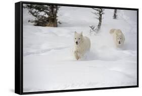 Arctic Wolf (Canis Lupus Arctos), Montana, United States of America, North America-Janette Hil-Framed Stretched Canvas