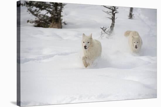 Arctic Wolf (Canis Lupus Arctos), Montana, United States of America, North America-Janette Hil-Stretched Canvas