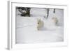 Arctic Wolf (Canis Lupus Arctos), Montana, United States of America, North America-Janette Hil-Framed Photographic Print