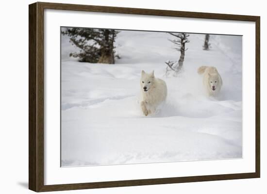 Arctic Wolf (Canis Lupus Arctos), Montana, United States of America, North America-Janette Hil-Framed Photographic Print