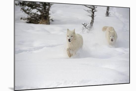 Arctic Wolf (Canis Lupus Arctos), Montana, United States of America, North America-Janette Hil-Mounted Photographic Print