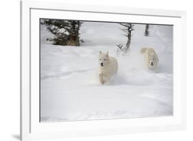 Arctic Wolf (Canis Lupus Arctos), Montana, United States of America, North America-Janette Hil-Framed Photographic Print