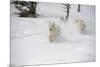 Arctic Wolf (Canis Lupus Arctos), Montana, United States of America, North America-Janette Hil-Mounted Photographic Print