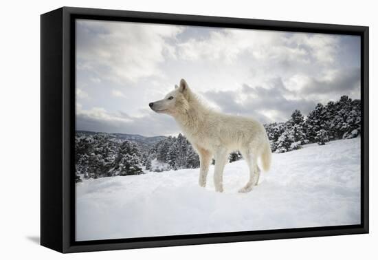 Arctic Wolf (Canis Lupus Arctos), Montana, United States of America, North America-Janette Hil-Framed Stretched Canvas