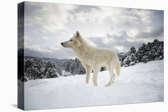 Arctic Wolf (Canis Lupus Arctos), Montana, United States of America, North America-Janette Hil-Stretched Canvas