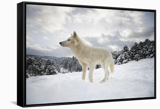 Arctic Wolf (Canis Lupus Arctos), Montana, United States of America, North America-Janette Hil-Framed Stretched Canvas