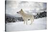 Arctic Wolf (Canis Lupus Arctos), Montana, United States of America, North America-Janette Hil-Stretched Canvas
