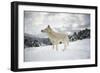 Arctic Wolf (Canis Lupus Arctos), Montana, United States of America, North America-Janette Hil-Framed Photographic Print