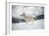 Arctic Wolf (Canis Lupus Arctos), Montana, United States of America, North America-Janette Hil-Framed Photographic Print