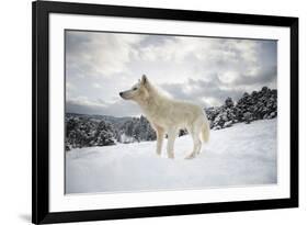 Arctic Wolf (Canis Lupus Arctos), Montana, United States of America, North America-Janette Hil-Framed Photographic Print