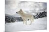 Arctic Wolf (Canis Lupus Arctos), Montana, United States of America, North America-Janette Hil-Mounted Photographic Print