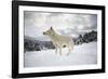 Arctic Wolf (Canis Lupus Arctos), Montana, United States of America, North America-Janette Hil-Framed Photographic Print