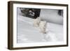 Arctic Wolf (Canis Lupus Arctos), Montana, United States of America, North America-Janette Hil-Framed Photographic Print