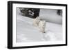 Arctic Wolf (Canis Lupus Arctos), Montana, United States of America, North America-Janette Hil-Framed Photographic Print