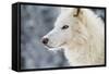 Arctic Wolf (Canis Lupus Arctos), Montana, United States of America, North America-Janette Hil-Framed Stretched Canvas
