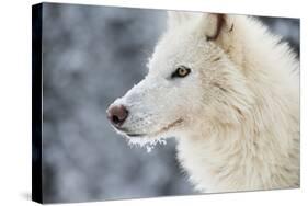 Arctic Wolf (Canis Lupus Arctos), Montana, United States of America, North America-Janette Hil-Stretched Canvas