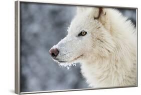 Arctic Wolf (Canis Lupus Arctos), Montana, United States of America, North America-Janette Hil-Framed Photographic Print