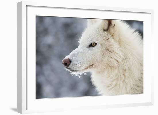 Arctic Wolf (Canis Lupus Arctos), Montana, United States of America, North America-Janette Hil-Framed Photographic Print