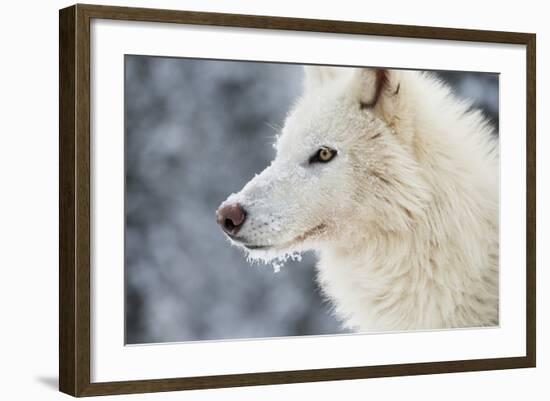 Arctic Wolf (Canis Lupus Arctos), Montana, United States of America, North America-Janette Hil-Framed Photographic Print