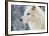 Arctic Wolf (Canis Lupus Arctos), Montana, United States of America, North America-Janette Hil-Framed Photographic Print