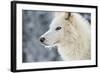 Arctic Wolf (Canis Lupus Arctos), Montana, United States of America, North America-Janette Hil-Framed Photographic Print