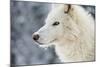 Arctic Wolf (Canis Lupus Arctos), Montana, United States of America, North America-Janette Hil-Mounted Photographic Print