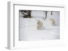 Arctic Wolf (Canis Lupus Arctos), Montana, United States of America, North America-Janette Hil-Framed Photographic Print