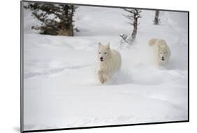 Arctic Wolf (Canis Lupus Arctos), Montana, United States of America, North America-Janette Hil-Mounted Photographic Print