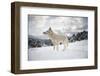 Arctic Wolf (Canis Lupus Arctos), Montana, United States of America, North America-Janette Hil-Framed Premium Photographic Print